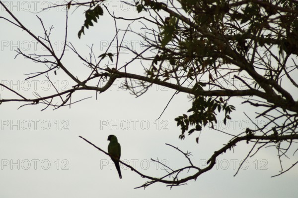 Macaw-blue-big, Pantanal, Mato Grosso do Sul, Brazil