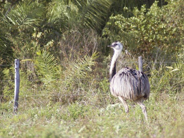 Emu, Pantanal, Mato Grosso do Sul, Brazil