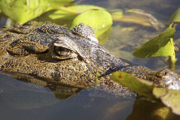 Animal, Alligator, Pantanal, Mato Grosso do Sul, Brazil