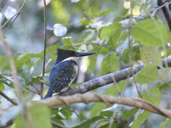 Martin-pescador-pequeno, macho, Green Kingfisher, Chloroceryle americana, Pantanal, Mato Grosso do Sul, Brazil ATENÇÃO: NÃO PODEMOS REPRESENTAR ESSA IMAGEM FORA DA AMERICA LATINA