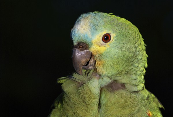 Parrot, Blue-fronted Parrot, Amazon aestiva, Pantanal, Mato Grosso do Sul, Brazil ATENÇÃO: NÃO PODEMOS REPRESENTAR ESSA IMAGEM FORA DA AMERICA LATINA
