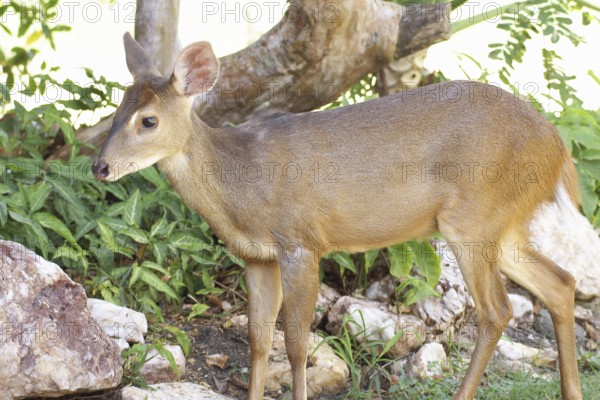 Deer of the Swampland, Nestling, Pantanal, Mato Grosso do Sul, Brazil ATENÇÃO: NÃO PODEMOS REPRESENTAR ESSA IMAGEM FORA DA AMERICA LATINA
