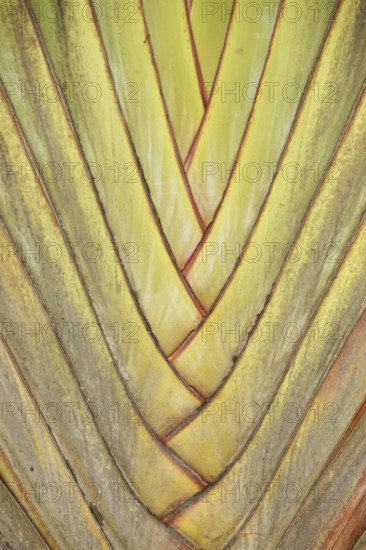 Plant, Texture, Barra do Una, Peruíbe, São Paulo, Brazil