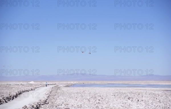 Los Flamecos Reserve National, Salar do Atacama, Atacama Desert, Region of Antofagasta, Santiago, Chile