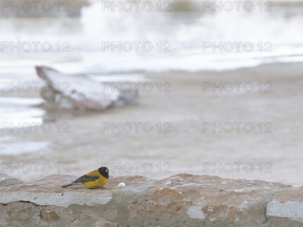 Geysers El Tatio, Atacama Desert, Region of Antofagasta, Santiago, Chile