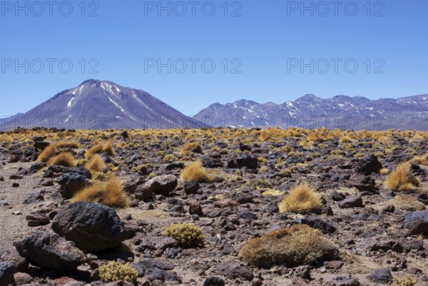 Sector Lagunas Miscanti y Miñiques, Los Flamencos Reserve National, Atacama Desert, Region de Antofagasta, Santiago, Chile