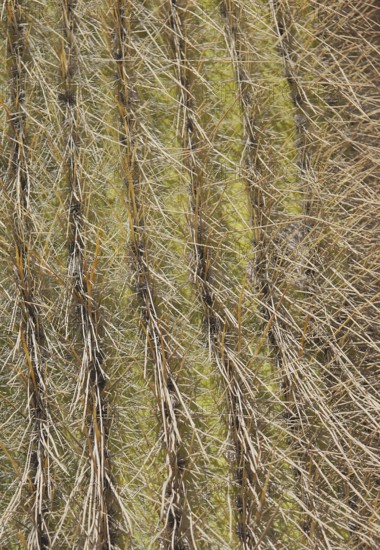 Salar of Uyuni, Desert of Lipez, Department of Potosi, Sud Lipez Province, La Paz, Bolívia