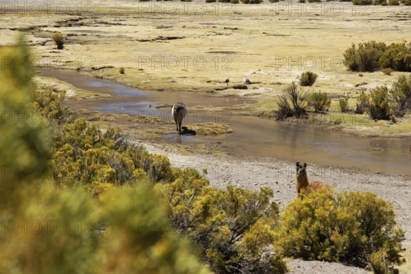 Desert of Lipez, Department of Potosi, Sud Lipez Province, La Paz, Bolívia
