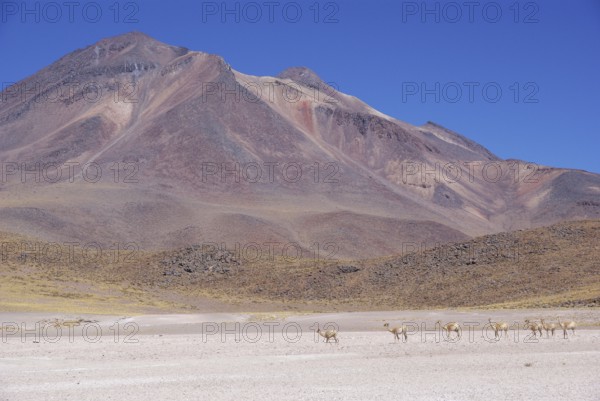 Sector Lagunas Miscanti y Miñiques - Reserva Nacional Los Flamencos - Deserto do Atacama - Região de Antofagasta - Chile ATENÇÃO: NÃO PODEMOS REPRESENTAR ESSA IMAGEM FORA DA AMERICA LATINA