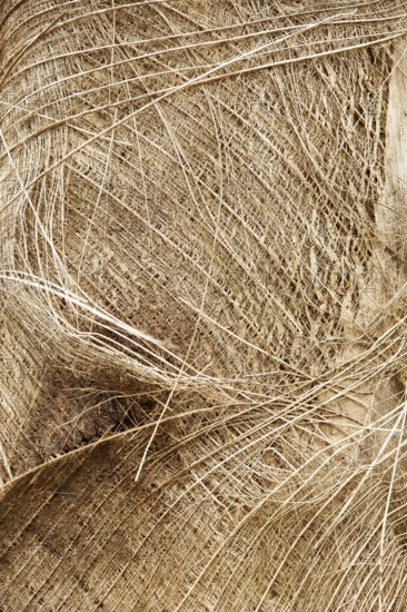 Straw, Barra do Una, Peruíbe, São Paulo, Brazil