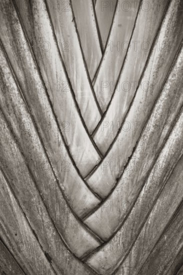 Plant, Texture, Barra do Una, Peruíbe, São Paulo, Brazil