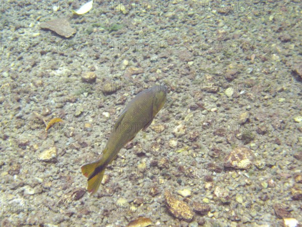 Fish, Dourado, Salminus brasiliensis, Bonito, Mato Grosso do Sul, Brazil