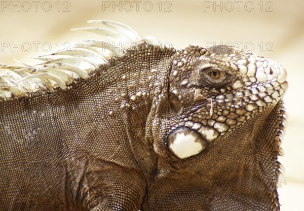 Iguanidae, Praia do Forte, Bahia, Brazil