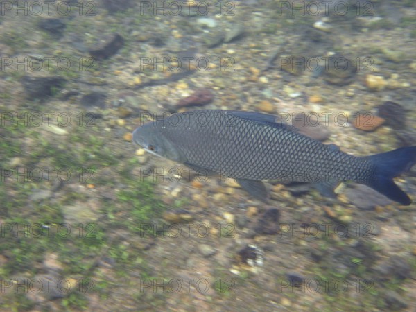 Pisces, Curimbatá, Prochilodus lineatus, Bonito, Mato Grosso do Sul, Brazil