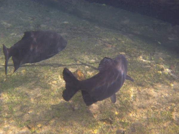 Fish, Pacu, Piaractus mesopotamicus, Bonito, Mato Grosso do Sul, Brazil