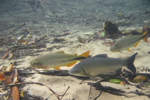 Pisces, Curimbatá, Prochilodus lineatus, Piraputangas, Brycon hilarii, Bonito, Mato Grosso do Sul, Brazil