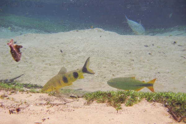 Fish, Piraputanga, Brycon hilarii, Piava, Leporinus elongatus, Bonito, Mato Grosso do Sul, Brazil
