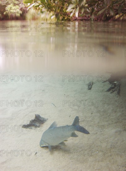 Pisces, Curimbatá, Prochilodus lineatus, Bonito, Mato Grosso do Sul, Brazil