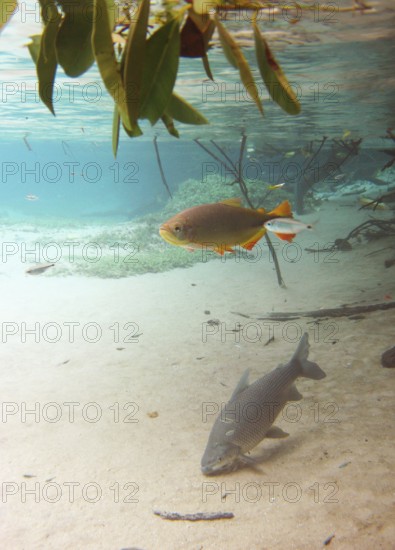 Pisces, Curimbatá, Prochilodus lineatus, Piraputangas, Brycon hilarii, Bonito, Mato Grosso do Sul, Brazil