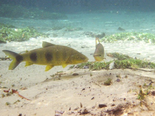 Fish, Piava, Leporinus elongatus, Bonito, Mato Grosso do Sul, Brazil