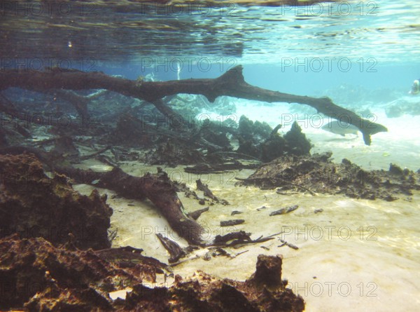 Fund of the Lake, Landscape, Bonito, Mato Grosso do Sul, Brazil
