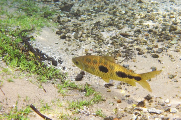 Fish, Piau, Leporinus friderichi, Bonito, Mato Grosso do Sul, Brazil