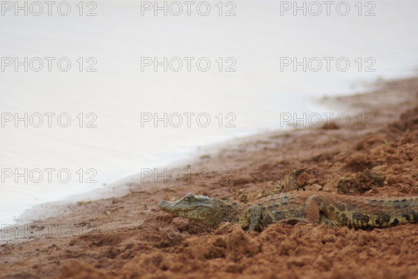 Alligator, Cabeceira do Prata Farm, Rio da Prata, Bonito, Mato Grosso do Sul, Brazil