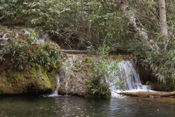 Forest, Nature, Seis Cachoeiras Park, Bonito, Mato Grosso do Sul, Brazil
