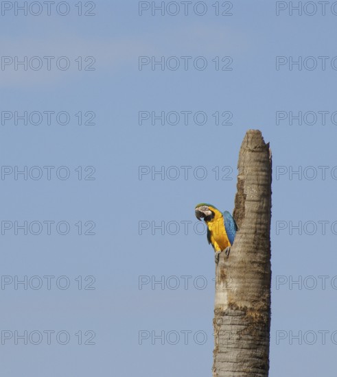 Macaw, Bonito, Mato Grosso do Sul, Brazil
