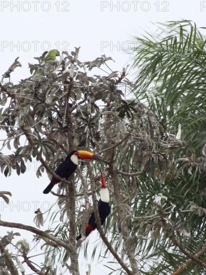 Toucans in the Trunk of Tree, Bonito, Mato Grosso do Sul, Brazil