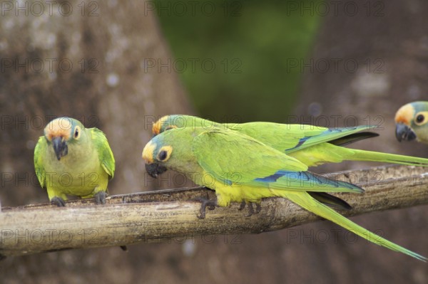 Ave, Parakeet, Cabeceira do Prata Farm, Rio da Prata, Bonito, Mato Grosso do Sul, Brazil
