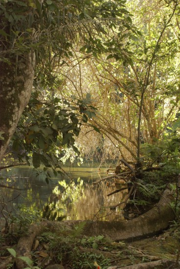 Forest, Nature, Seis Cachoeiras Park, Bonito, Mato Grosso do Sul, Brazil