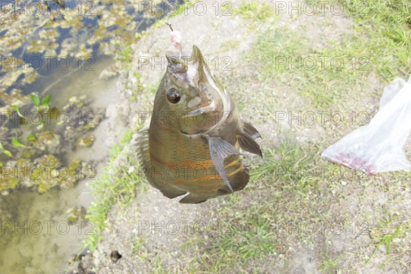 Fish, Fishhook, Pantanal, Mato Grosso do Sul, Brazil