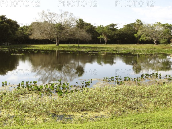 Landscape, Nature, Pantanal, Mato Grosso do Sul, Brazil