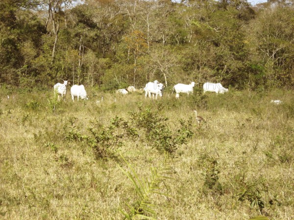 Animal, Oxen, Pantanal, Mato Grosso do Sul, Brazil