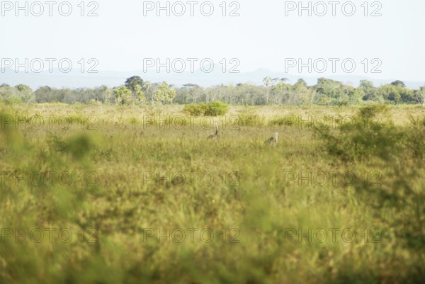 Emu, Rhea americana, Rheidae, Pantanal, Mato Grosso do Sul, Brazil