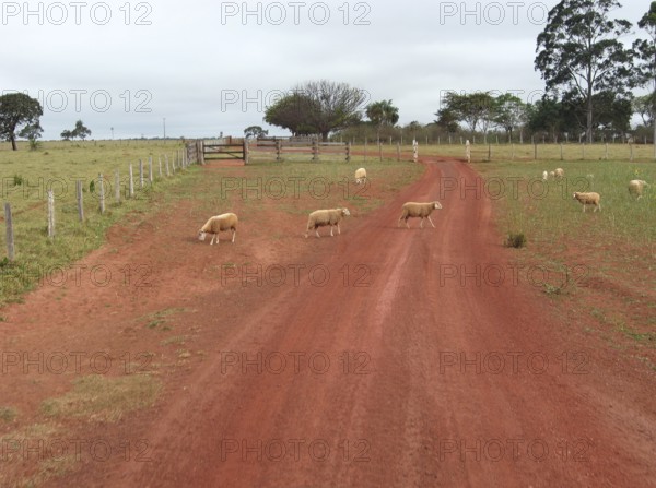 Sheep, Bonito, Mato Grosso do Sul, Brazil