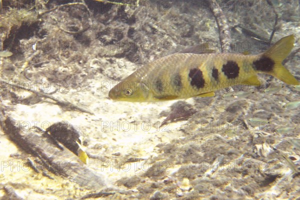 Fish, Piava, Leporinus elongatus, Bonito, Mato Grosso do Sul, Brazil