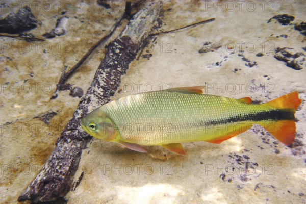 Fish, Piraputanga, Brycon hilarii, Bonito, Mato Grosso do Sul, Brazil