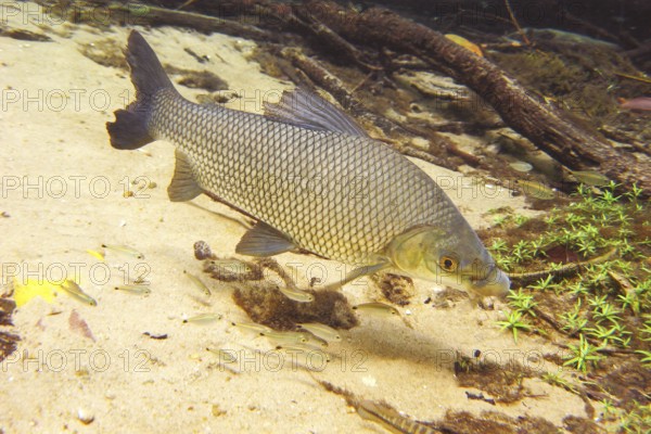 Pisces, Curimbatá, Prochilodus lineatus, Bonito, Mato Grosso do Sul, Brazil