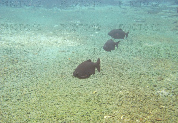 Pisces, Pacu, Piaractus mesopotamicus, Bonito, Mato Grosso do Sul, Brazil