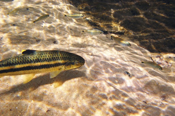 Fish, Joaninha, Crenicichla vittata, Bonito, Mato Grosso do Sul, Brazil