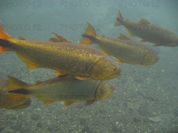 Fish, Dourado, Salminus brasiliensis, Bonito, Mato Grosso do Sul, Brazil