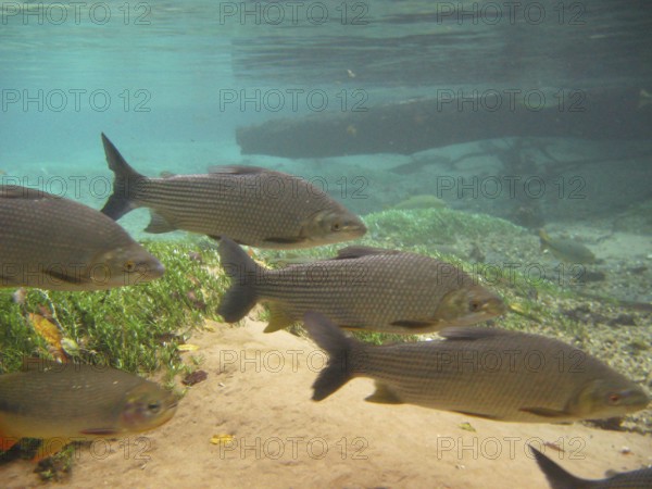 Pisces, Curimbatá, Prochilodus lineatus, Bonito, Mato Grosso do Sul, Brazil