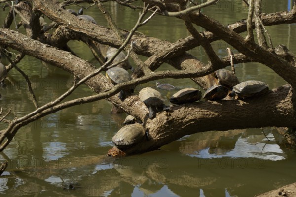Animal, Turtle, Horto Florestal Park, São Paulo, Brazil