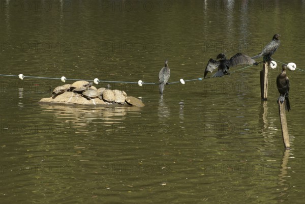 Animal, Biguá, Turtle, Horto Florestal Park, São Paulo, Brazil