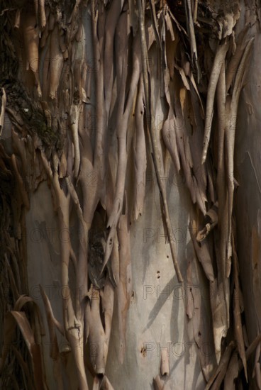 Nature, Tree trunk, Horto Florestal Park, São Paulo, Brazil