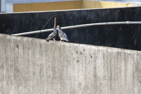 Pigeons, Rio de Janeiro, Brazil