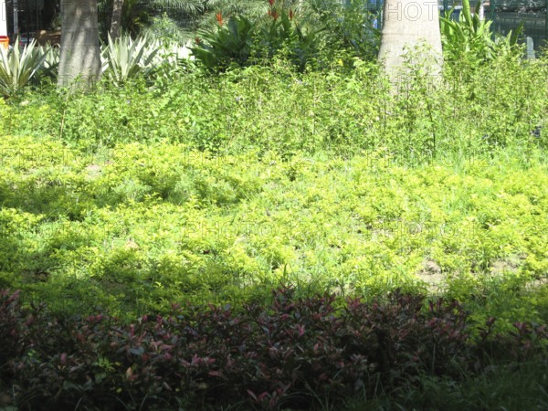 Square, City, Rio de Janeiro, Brazil