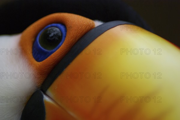 Bird, Toucan-stub, OiseauxFoz, Foz Iguaçu, Brazil